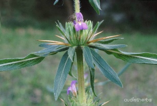 Asteracantha longifolia leaf1.jpg